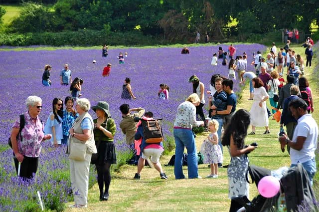 A large field of vibrant purple lavender is filled with many people strolling through and admiring the flowers under a bright sunny sky.